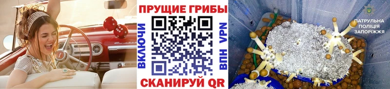 Псилоцибиновые грибы Psilocybe  Ядрин 